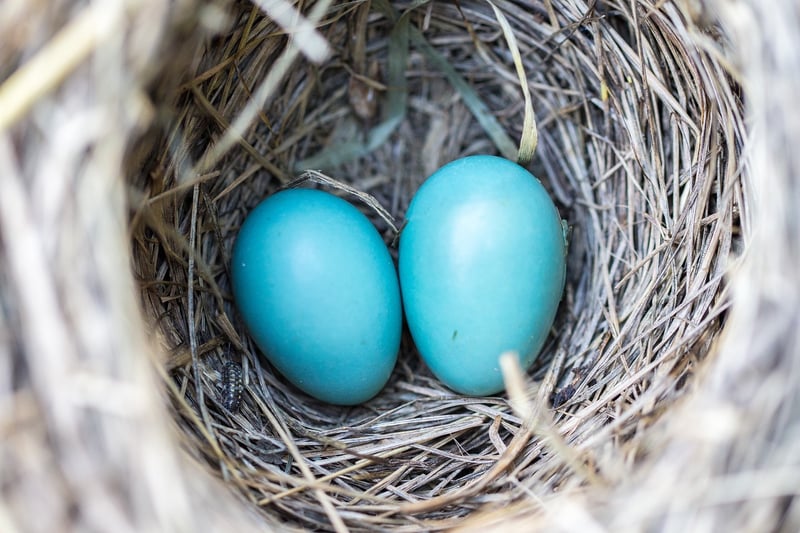 Phoenix Nests