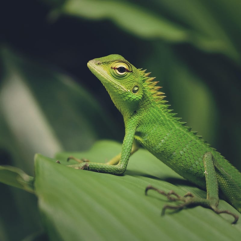 Dragon in a sanctuary